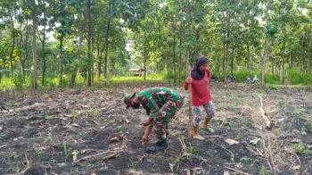 Musim Tanam Sudah Mulai, Anggota Satgas TMMD Bojonegoro Bantu Tanam Jagung